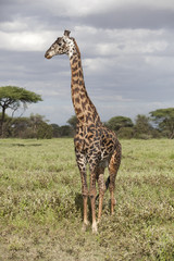 Portrait of african bull giraffe in its natural habitat