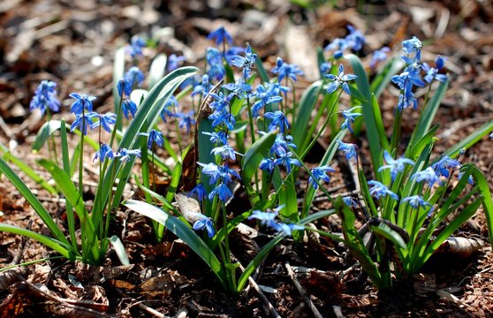 Fototapeta Blue flowers in spring
