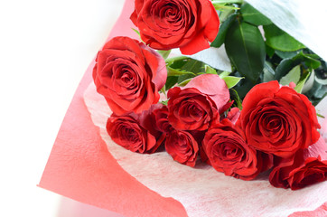 red roses in white background