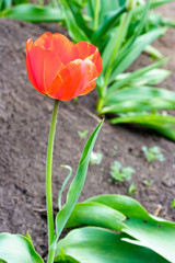 Tulips On Grass In Sunny Meadow With Sunbeam