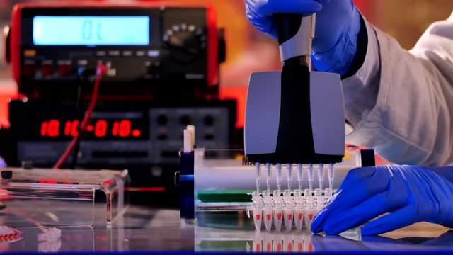 Sample preparation for DNA electrophoresis. Adding samples in Gel Electrophoresis