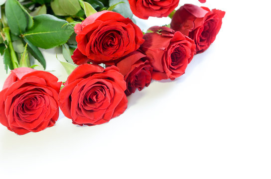 red roses in white background