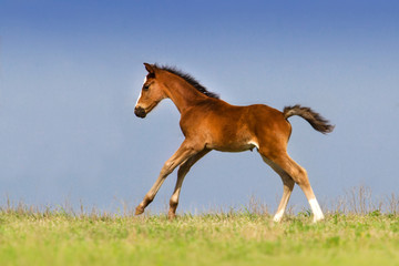 Bay foal in motion on green pasture