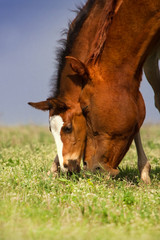 Colt with mare on pasture