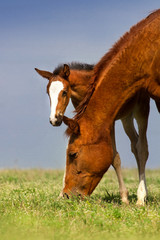 Colt with mare on pasture