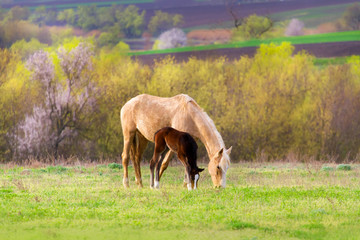 Foal with mare on pasture