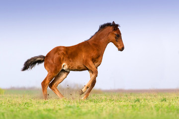 Bay foal play and jump on pasture