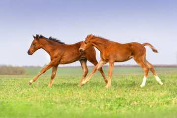 Foals run togeather on pasture