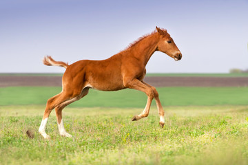 Fototapeta na wymiar Red foal run gallop