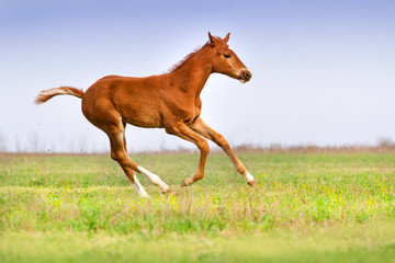Obraz na płótnie Canvas Red foal run gallop