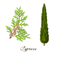 cypress