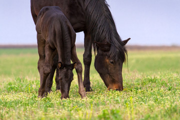 Black mare with the foal against blue sky on spring pasture