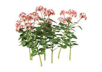 3D Illustration Pink Geranium on White