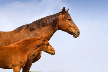 Red mare with the foal against blue sky