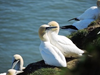 Gannets on the Yorkshire coast.