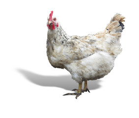 White chicken hen isolated over white