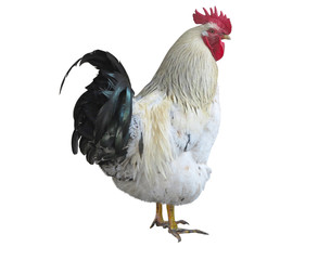 Chicken rooster cock isolated over white