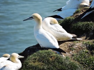 Fototapeta na wymiar Gannets nesting on the Yorkshire coast.