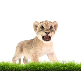 baby lion (panthera leo) isolated