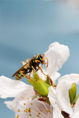closeup wasp (Polistes dominula) on flowers of apricot early spring on sky background. Vertical composition