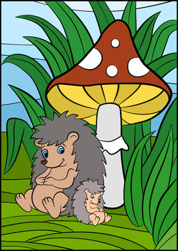 Color pictures: hedgehoges. Mother hedgehog seets and looks at the little cute baby hedgehog.
