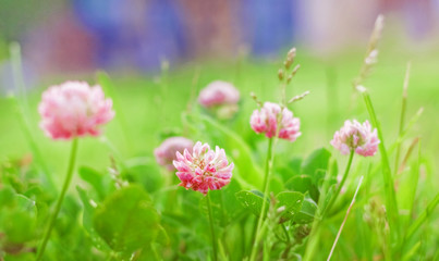 Clover in summer field