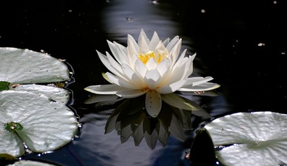 White lotus flowers in water - obrazy, fototapety, plakaty