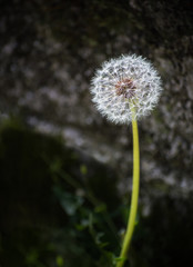 Obraz premium Alone Dandelion in field
