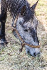 Closeup of a horse eating hay