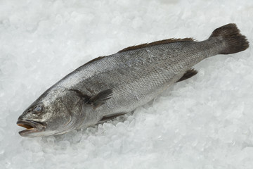  Fresh raw corvina fish © Picture Partners