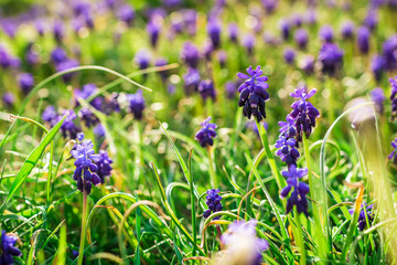 Glade of blue flowers in spring