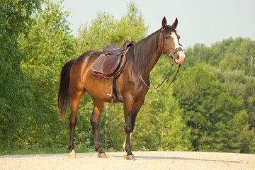 Riding horse in a bridle and saddle 

