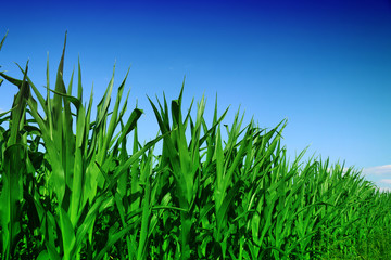 Fototapeta premium Cornfield with Clouds on Bright Summer Day
