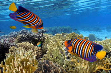 Colorful reef underwater landscape with fishes and corals