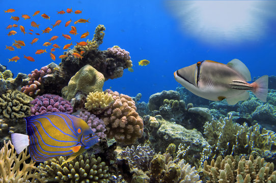 Wonderful and beautiful underwater world with corals and tropica