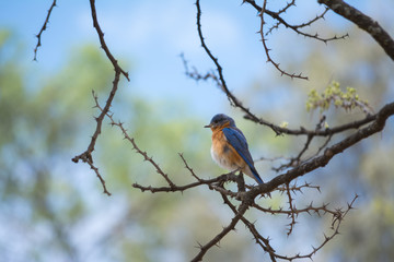 El pájaro se luce entre espinas