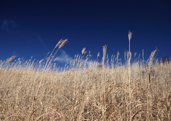 Obraz premium ススキ野原