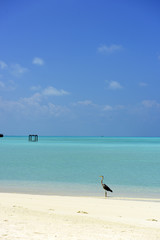 Maldivian Heron