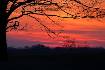 Winter Sunset Silhouette     A bare maple tree silhouetted against a vivid sunset.  