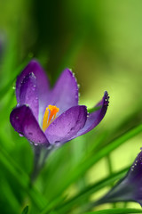 Fototapeta premium close-up of a flower crocus purple, violet, with dew on the petals. On a natural green background. Art photo with artistic blur of grass and flowers. Delicate spring first flower 