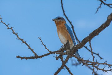 El pájaro mira al frente desde la rama seca.