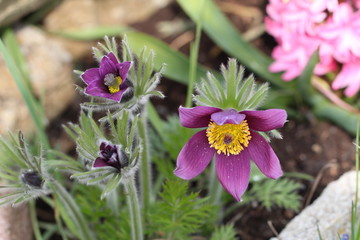 Hairy fuzzy pasque-flowers in soft purple pastel colors in springtime