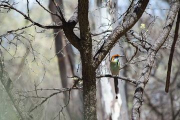 El pájaro se encuentra escondido entre ramas.