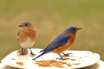 Eastern Bluebird Pair on China Plate Feeder  
A pair of Eastern Bluebirds feeds on meal worms spread on an old china plate.