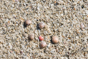 Sea shell on the beach