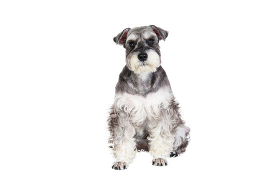 The Miniature schnauzer isolated with white background