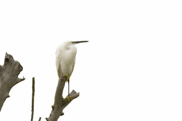 egret perched on a tree trunk