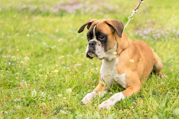 Boxer dog in the green field