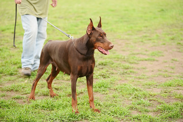 Doberman pinscher portrait