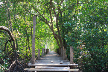 boardwalk wooden path over river surrounded mangrove forest